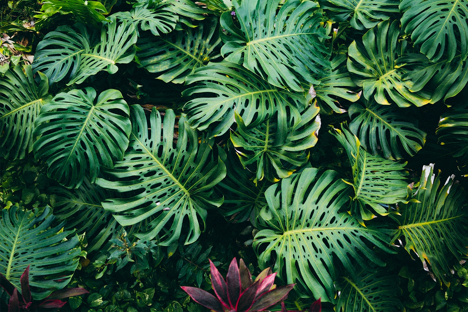 Kauai, HI